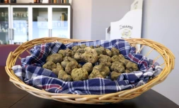 Des truffes blanches fraîches, le 27 octobre 2021 à Plovanija, en Croatie