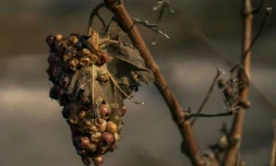 Une grappe de raisin flétrie provenant d'un vignoble après qu'une zone eut été touchée par un incendie de forêt à Tournissan, dans le massif des Corbières, le 7 août 2025