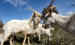 Des chÚvres d'Istrie dans un pré à Veleniki, le 17 mars 2021 en Croatie