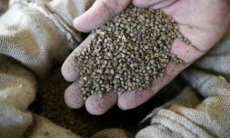 Un meunier montre des graines de sarrasin, le 6 novembre 2017 à Guehenno, dans le Morbihan