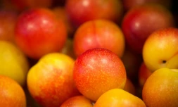 A 1,50 euro le kilo de prunes dorées et juteuses, le succès est immédiat. Mercredi, place de la Bastille à Paris, des tonnes de fruits et légumes vendus en direct par des producteurs du sud-ouest se sont arrachées.