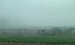 Enclos vidé de ses boeufs en raison des feux dans l'ouest du Canada, le 11 mai 2023