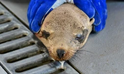 Une otarie secourue et soignée à l'Institut de la vie marine des îles Channel (CIMWI), le 9 juillet 2023 à Gaviota, en Californie 