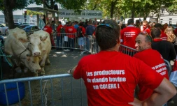 Des éleveurs et des membres de la Fédération nationale bovine manifestent près de l'ambassade du Brésil à Paris, le 9 juillet 2025