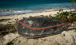 La carapace vide d'une tortue marine victime de braconniers gĂźt sur une plage de Mayotte (France), le 8 juin 2018