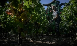 Un vignoble de Pessac-Léognan du Château Picque Caillou, le 2 août 2022 à Mérignac près de Bordeaux