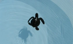 Jeunes tortues vertes (Photo : Stéphane Ciccione/Kélonia)