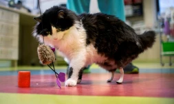 Pooh, jeune chat d'un an à qui l'on a greffé deux pattes artificielles, s'amuse avec un jouet, le 26 janvier 2017 à Sofia, en Bulgarie