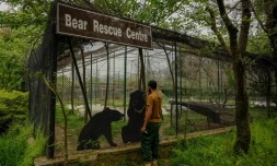 Un soigneur s'occupe des ours noirs d'Asie au centre de sauvetage de Margalla Wildlife, l'ancien parc zoologique d'Islamabad, le 27 mars 2024 au Pakistan