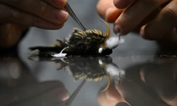 Le biologiste Andrés Cuervo, conservateur de la collection d'Ornithologie de l'Institut des Sciences Naturelles, dissÚque un colibri dans le laboratoire de recherche scientifique de l'Université nationale de Bogota, le 28 février 2024 en Colombie