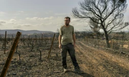 Le vigneron Laurent Bachevillier, qui a perdu toute sa récolte lors de l'incendie géant qui a ravagé les Corbières, le 22 août 2025 dans son domaine "Les Cascades", à Tournissan, dans l'Aude   