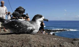 Jeudi 15 Avril 2010


Les pétrels regagnent la mer