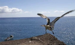 Pétrel prenant son envol