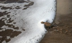 Jeunes tortues vertes (Photo : Stéphane Ciccione/Kélonia)