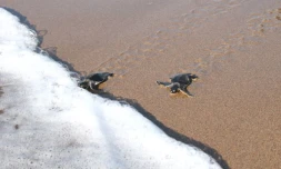 Jeunes tortues vertes (Photo : Stéphane Ciccione/Kélonia)