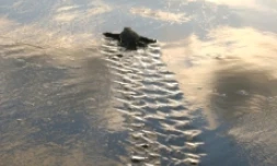 Jeunes tortues vertes (Photo : Stéphane Ciccione/Kélonia)