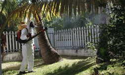 Opération de démoustication