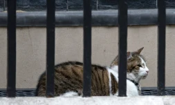 Larry, le chat du 10 Downing Street à Londres, attend les caresses de Theresa May, le 12 juillet 2016