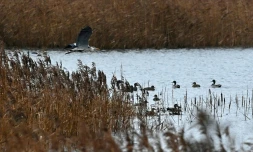 Un héron gris survole le plan d'eau de la réserve naturelle de Willingham, dans l'est de l'Angleterre, le 4 janvier 2022