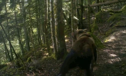 Un ours brun près de Melles, dans les Pyrénées françaises, le 4 juin 2020