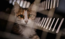 Un chat récupéré dans la banlieue sud de Beyrouth par l'ONG libanaise Animals Lebanon, dans une cage de transport, le 26 mars 2026