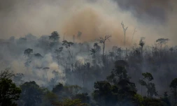 Feu de forĂȘt Ă Altamira, dans l'Etat de Paris, en aoĂ»t 2019 au BrĂ©sil
