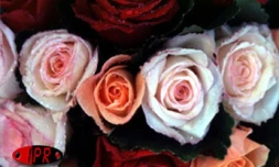 Bouquet de rose