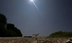 Une jeune pousse émergeant du sol desséché du lit de la Loire partiellement à sec à Chécy, près d'Orléans, le 22 juillet 2026