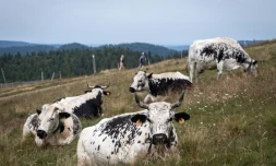 Des Vosgiennes le 22 juillet 2019 Ă La Bresse (Vosges)