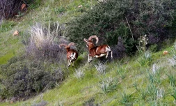 Des mouflons dans la zone tampon sÃ©parant les deux parties de Chypre, le 13 fÃ©vrier 2019 prÃ¨s du village de Variseia