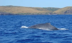 Mercredi 12 mai 2010: La première baleine de la saison a été aperçue dans la baie de Saint-Gilles (Photo: Céline Del Vechio)