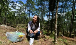 L'agronome Cristel Castro pose des pièges pour mesurer le retour du gorgojo, un insecte ravageur des arbres, dans la forêt de Valle de Angeles, le 9 mars 2019 à l'est de Tegucigalpa, au Honduras