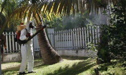 Lutte contre le chikungunya