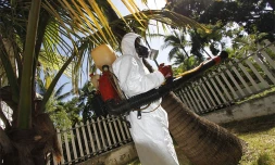 Lutte contre le chikungunya