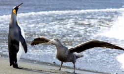 Exposition "Oiseaux de légende des mers australes" (Photo : DR)