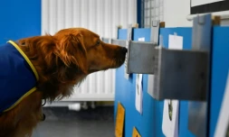 Pokaa, un chien renifleur de Covid-19, inspecte une boîte contenant un échantillon à l'Ehpad La Roselière de Kunheim (Haut-Rhin), le 2 août 2021