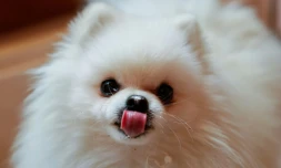 Loulou, un poméranien, mange une pâtisserie pour chien au café "Casa del Doggo", le 7 mai 2026 à Paris
