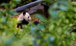 Le panda Yuan Zi dans son enclos au zoo de Beauval, Saint-Aignan-sur-Cher, dans kle Loir-et-Cher, le 23 novembre 2025