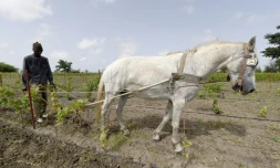 Un ouvrier travaille dans les vignes du "clos des baobabs" le 15 septembre 2015 à Nguekhokh au Sénégal