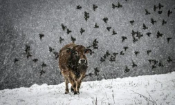 Une vache dans un champs à Sorbiers, France, le 3 mars 2024.
Une partie de la France est en vigilance orange pour la neige ou pour le vent le 21 novembre 2024