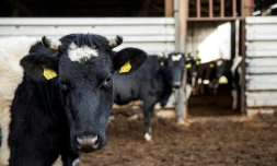 Des vaches de l'élevage de Heiner Luetke Schwienhorst à Vetschau, dans le nord-est de l'Allemagne, le 27 novembre 2018