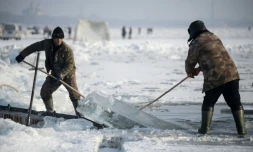 Des travailleurs sortent un bloc de glace de la rivière Songhua, le 12 décembre 2019 à Harbin, en Chine