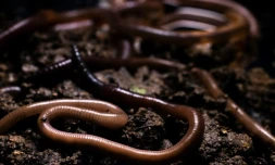 Le ver de terre, qui joue un rÎle essentiel dans la santé des sols et de la biodiversité, voit sa survie menacée notamment par l'agriculture intensive