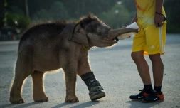 L'éléphanteau "Ciel Clair" boit du lait dans un biberon lors d'une promenade dans un jardin dans la province de Chomburi (est), le 5 janvier 2017