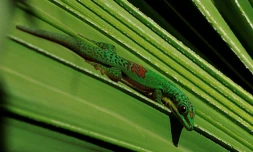 Gecko exotique (Photo : A. Gandar)