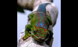 Le gecko vert des Hauts (Photo : M. Sanchez)