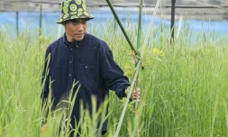 Takuya Haraguchi, directeur de ReFruits Co., inspecte ses plants de kiwis lors d'une interview avec l'AFP dans sa ferme, à quelques kilomètres de la centrale nucléaire sinistrée de Fukushima, le 24 avril 2025 à Okuma, au Japon
