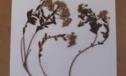 Ambaville récoltée à la Plaine des Palmistes (Photo : DR)