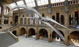 Le squelette d'une baleine bleue dans le grand hall d'accueil du Musée d'histoire naturelle de Londres, le 13 juillet 2017 