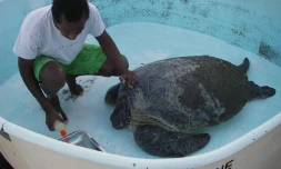 Tortue verte recueillie par Kelonia (Photo: Kelonia-centre de soins)